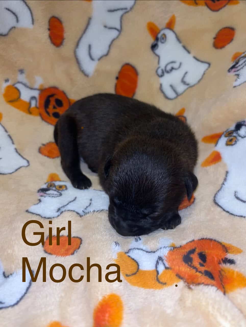 Lab/Pit Puppies image 8