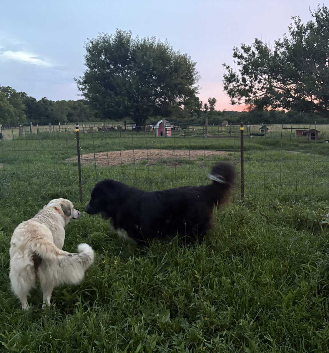 Livestock Guardian pups (LGD) image 13