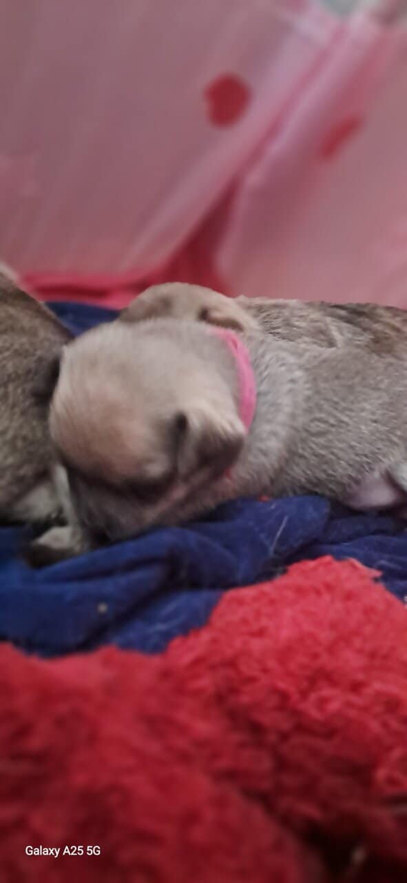 Litter of 4 born 8/1 Chihuahua and Chichi image 10