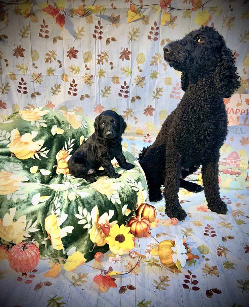 Goldendoodle Puppies Ready in 2 Weeks image 12