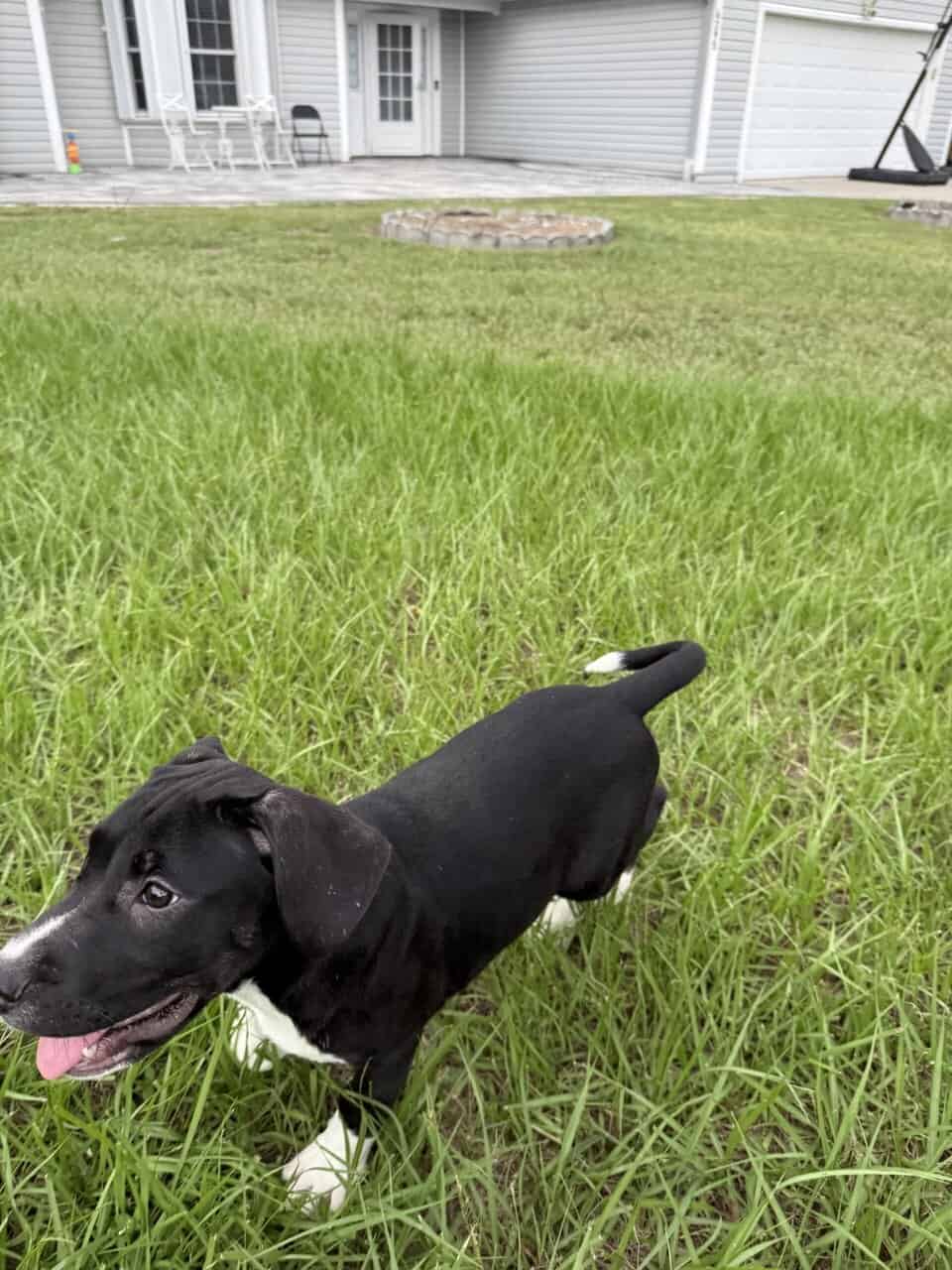 Cane corso/ Pitbul mix puppy image 1