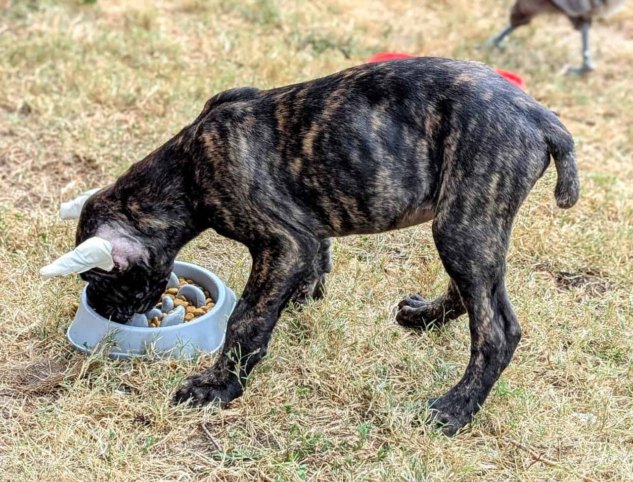 12 week Cane Corso puppy image 3