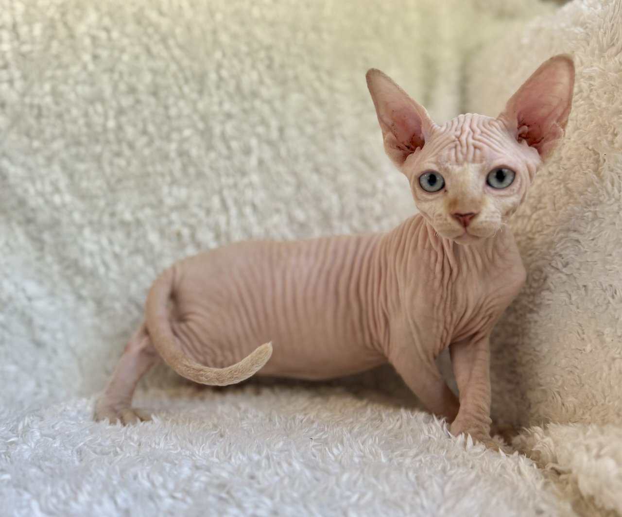 Sphynx Kittens image 3