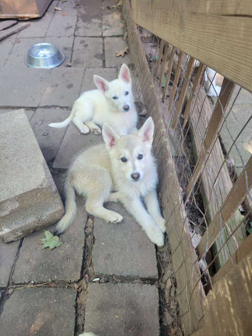 Shepski puppies image 9