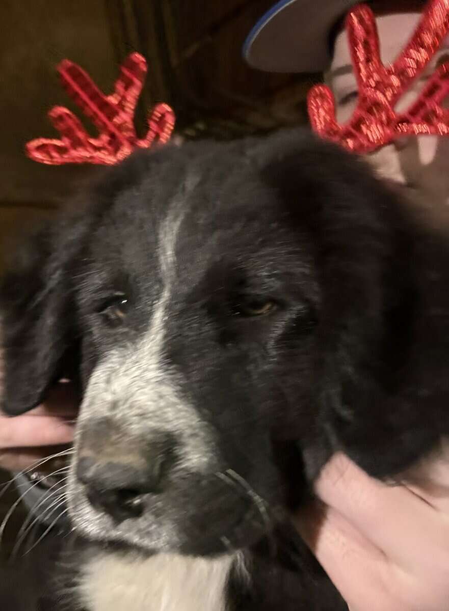 Livestock Guardian pups (LGD) image 6