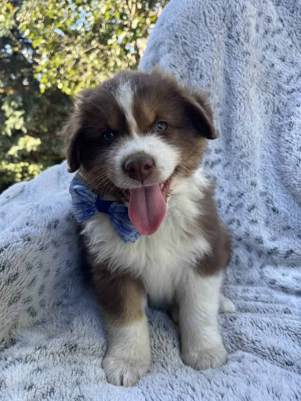 AKC Pure Bred Australian Shepherds image 3