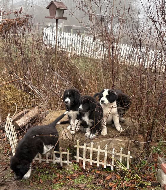 Livestock Guardian pups (LGD) image 3