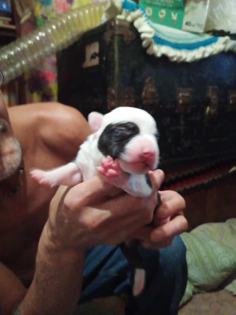 Pitbull puppies image 5