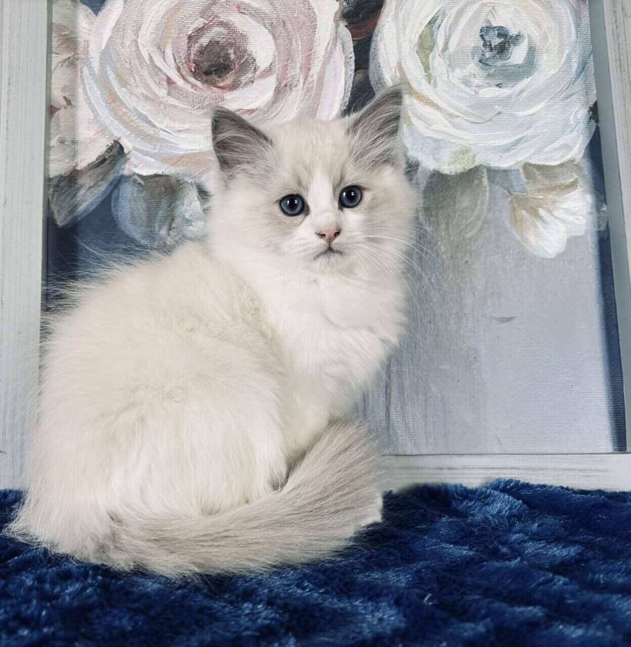 Ragdoll TICA Kittens Champion father $1000 image 5