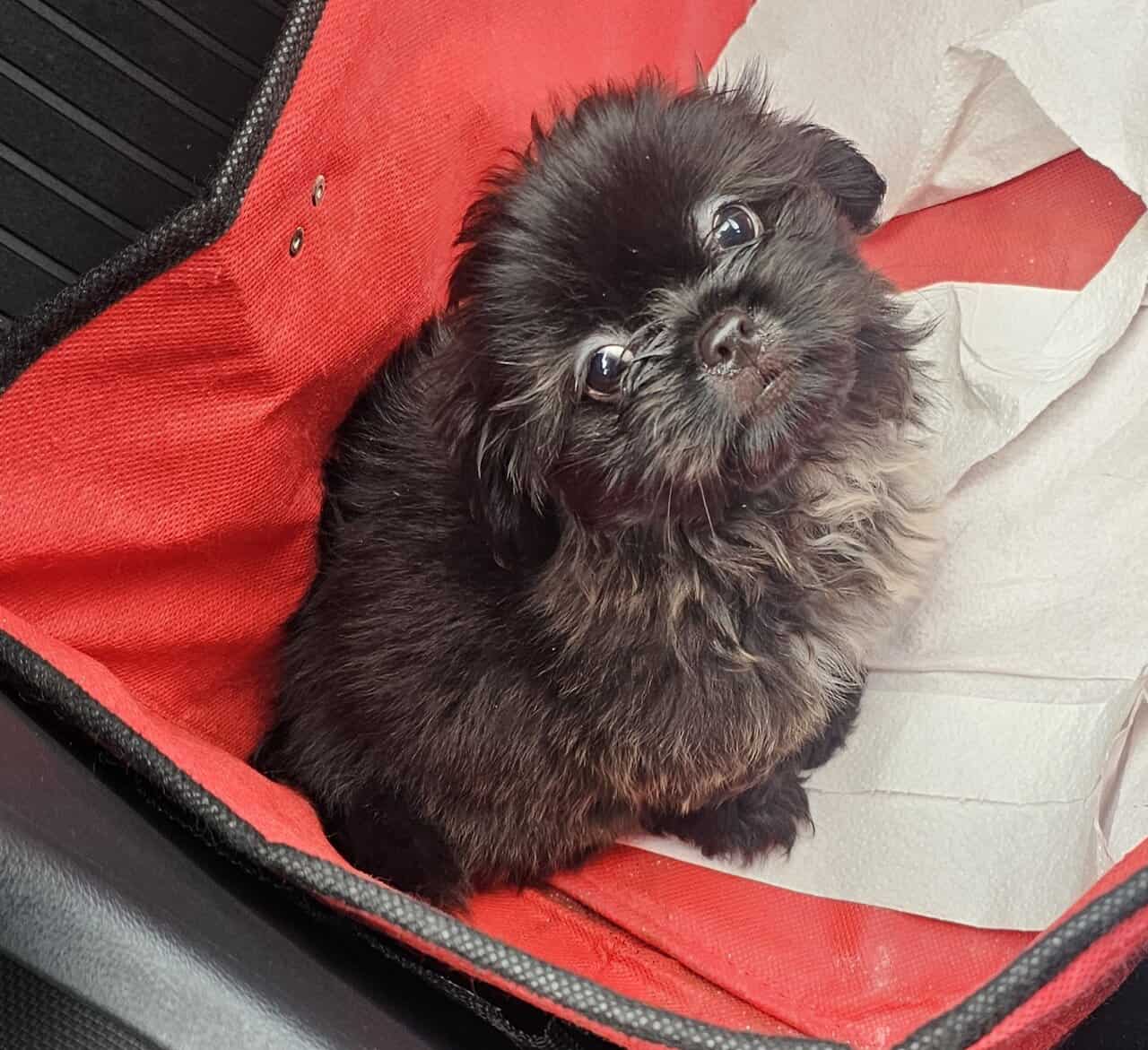 Pure breed Shih Tzu - 2Months image 1