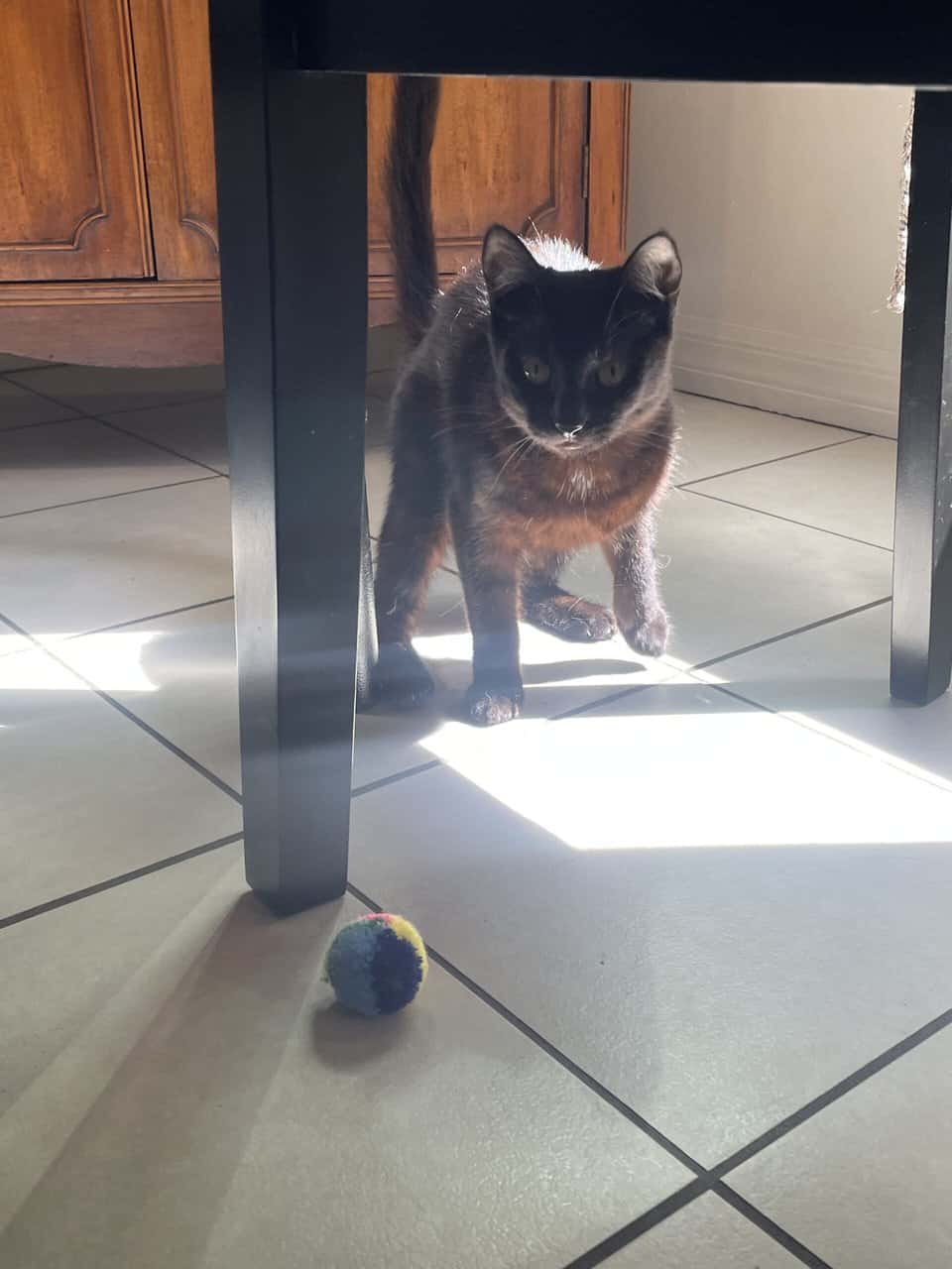 sweet and playful young cat looking for good home image 2