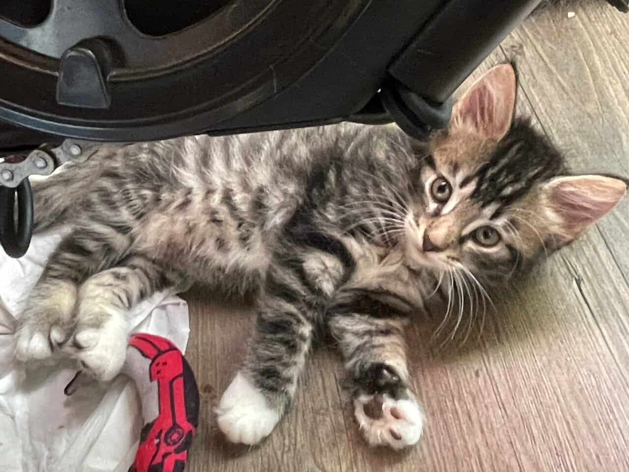 Loving kittens image 7
