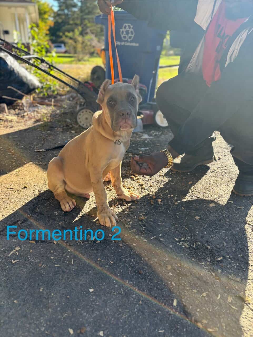 🏆 Loyal & Protective ICCF Cane Corso Puppies 🏆 image 2