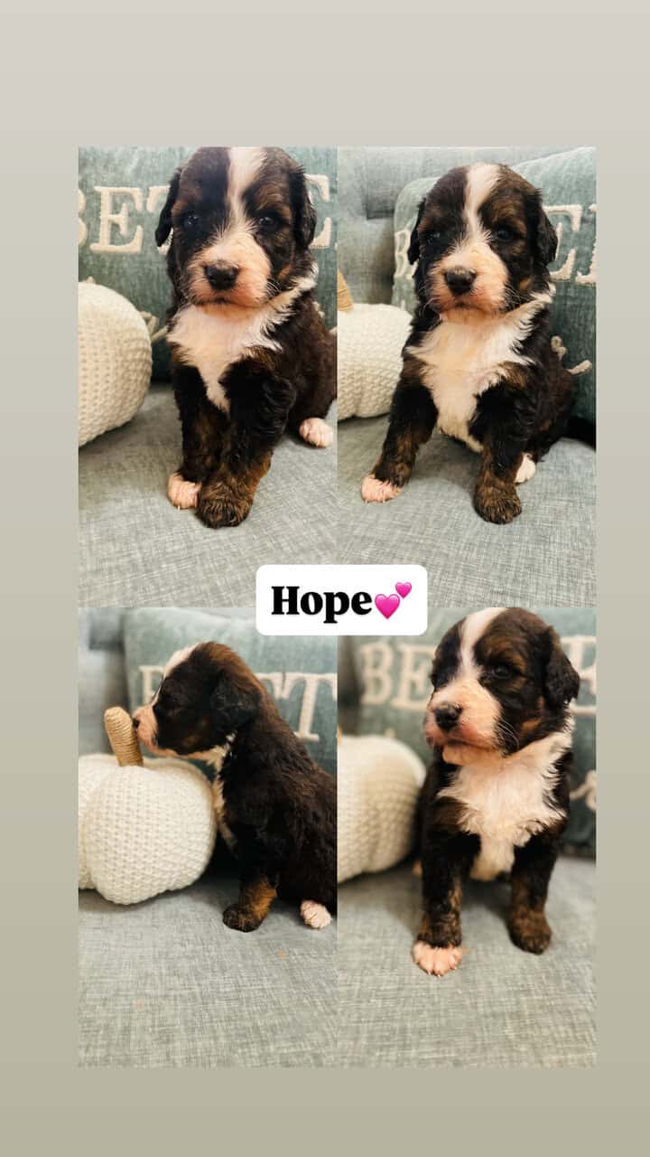 Bernedoodle F1 puppies image 6