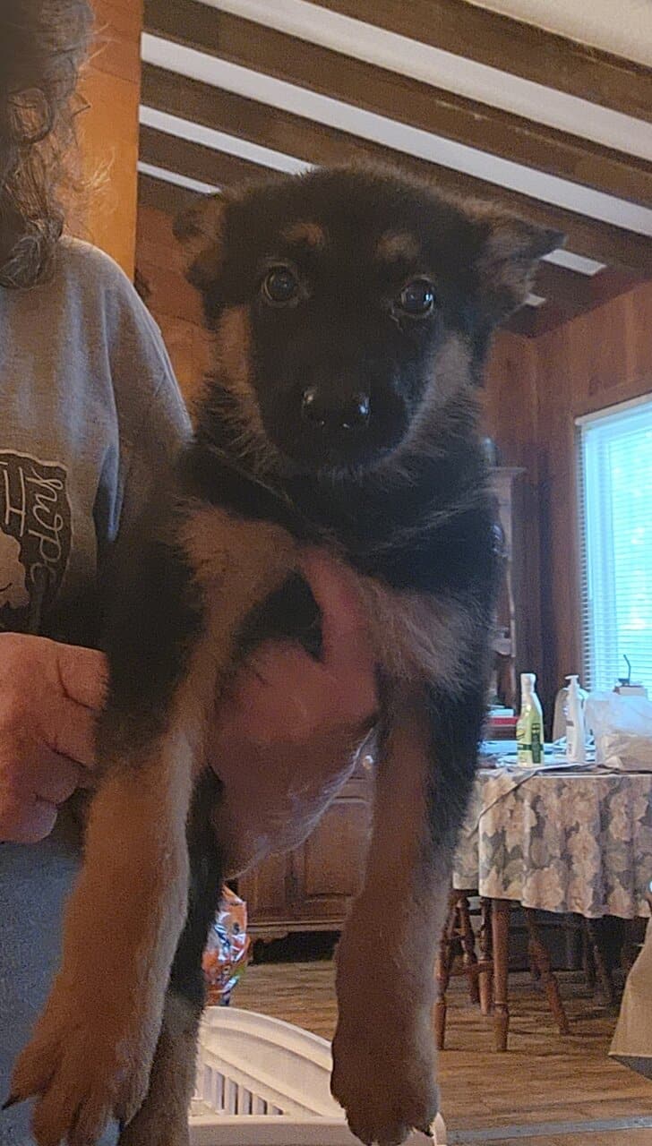 AKC Registered German Shepherd Puppies image 4
