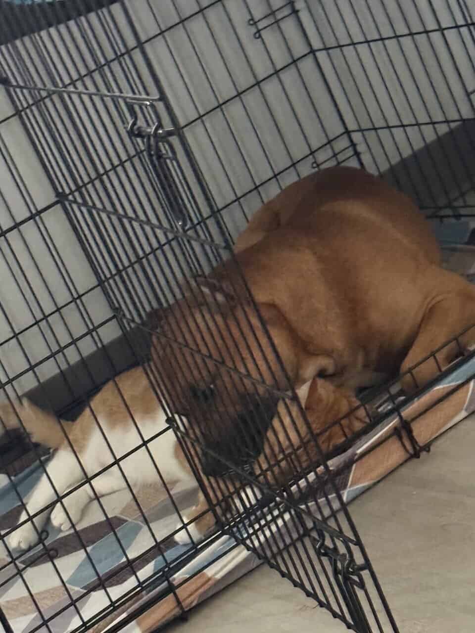 American bully for sale He is full registration image 2