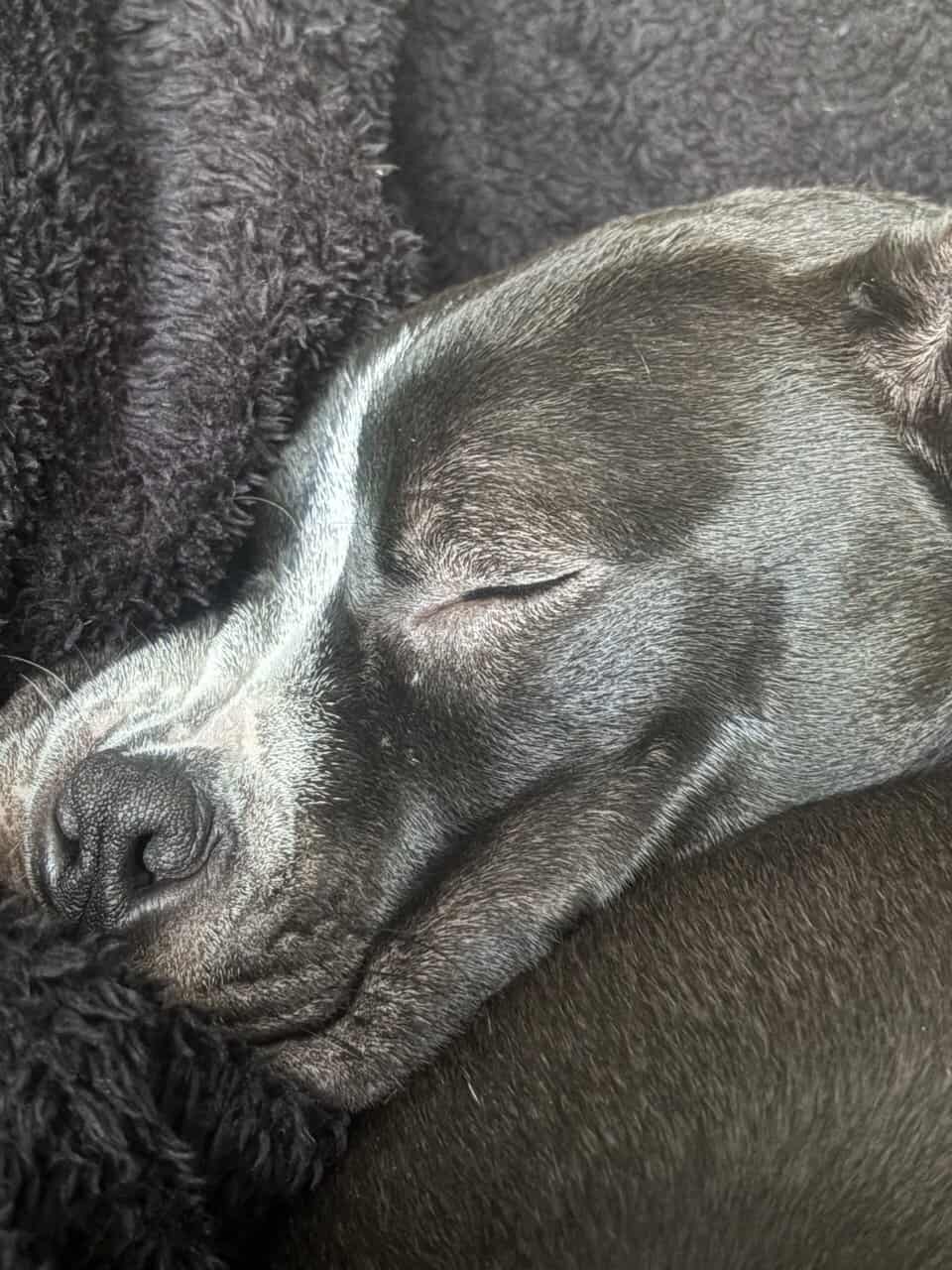 willow urgently needs a home! image 6
