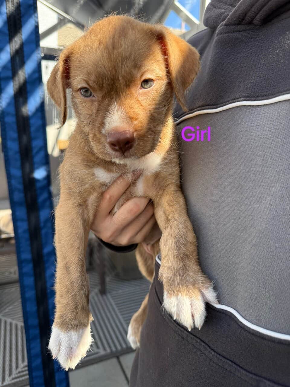 Puppies for sale image 4