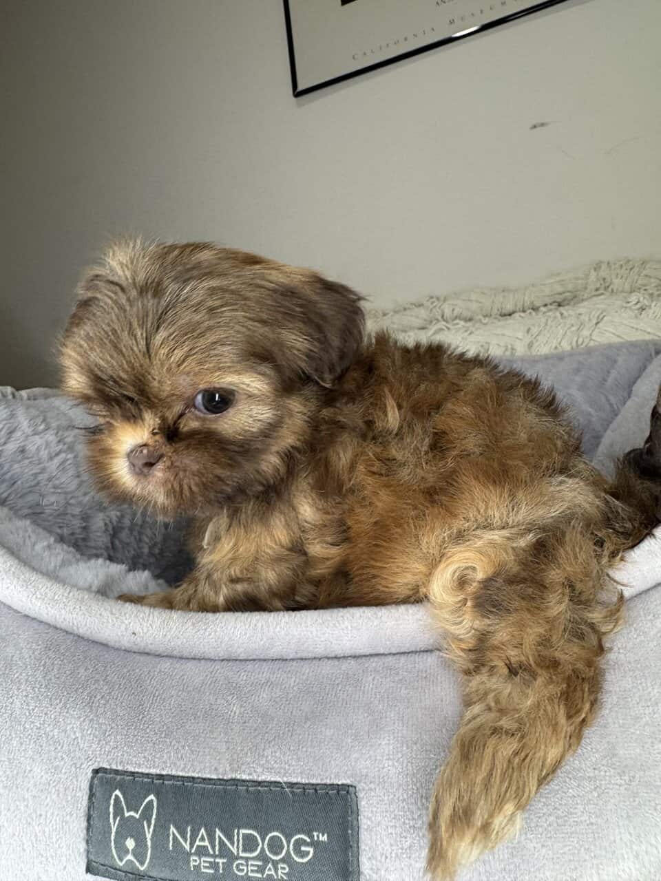 Shih Tzu Boy Puppy (Chester) image 5