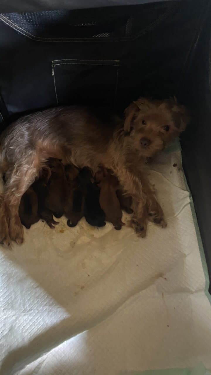 Yorky puppies image 2