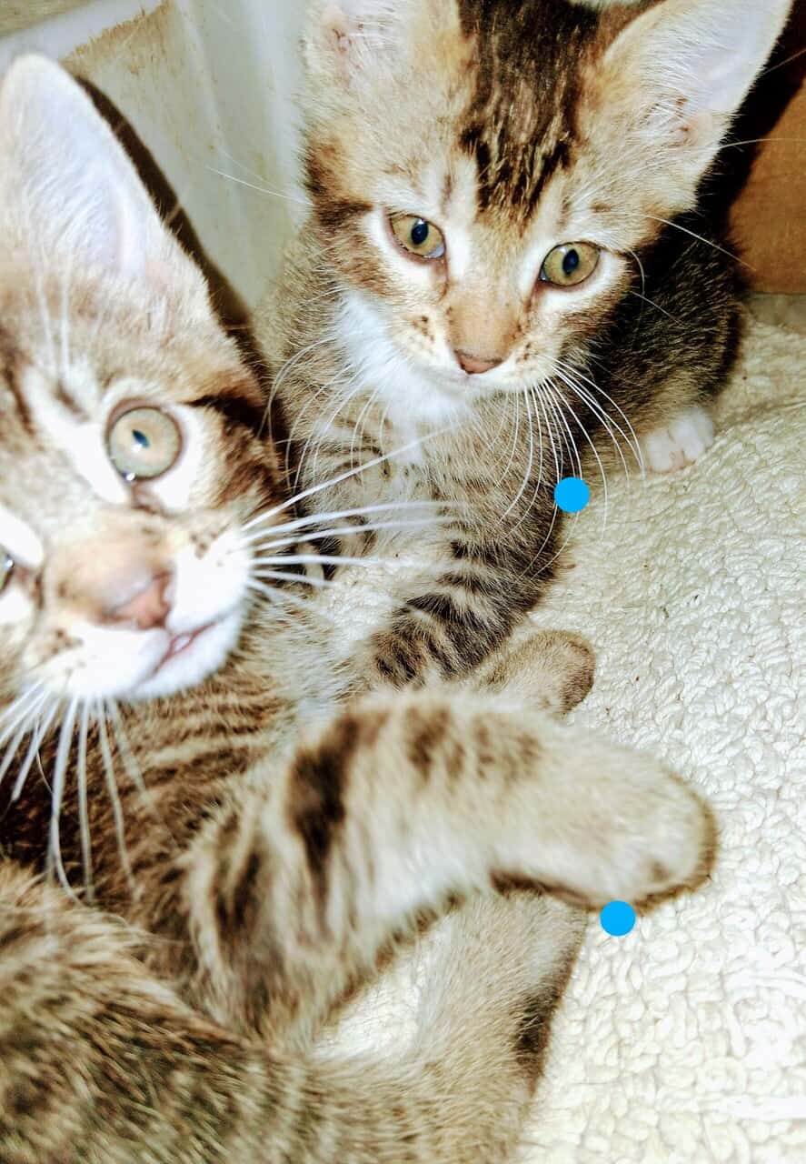 Soft , Sweet kittens for adoption. image 3
