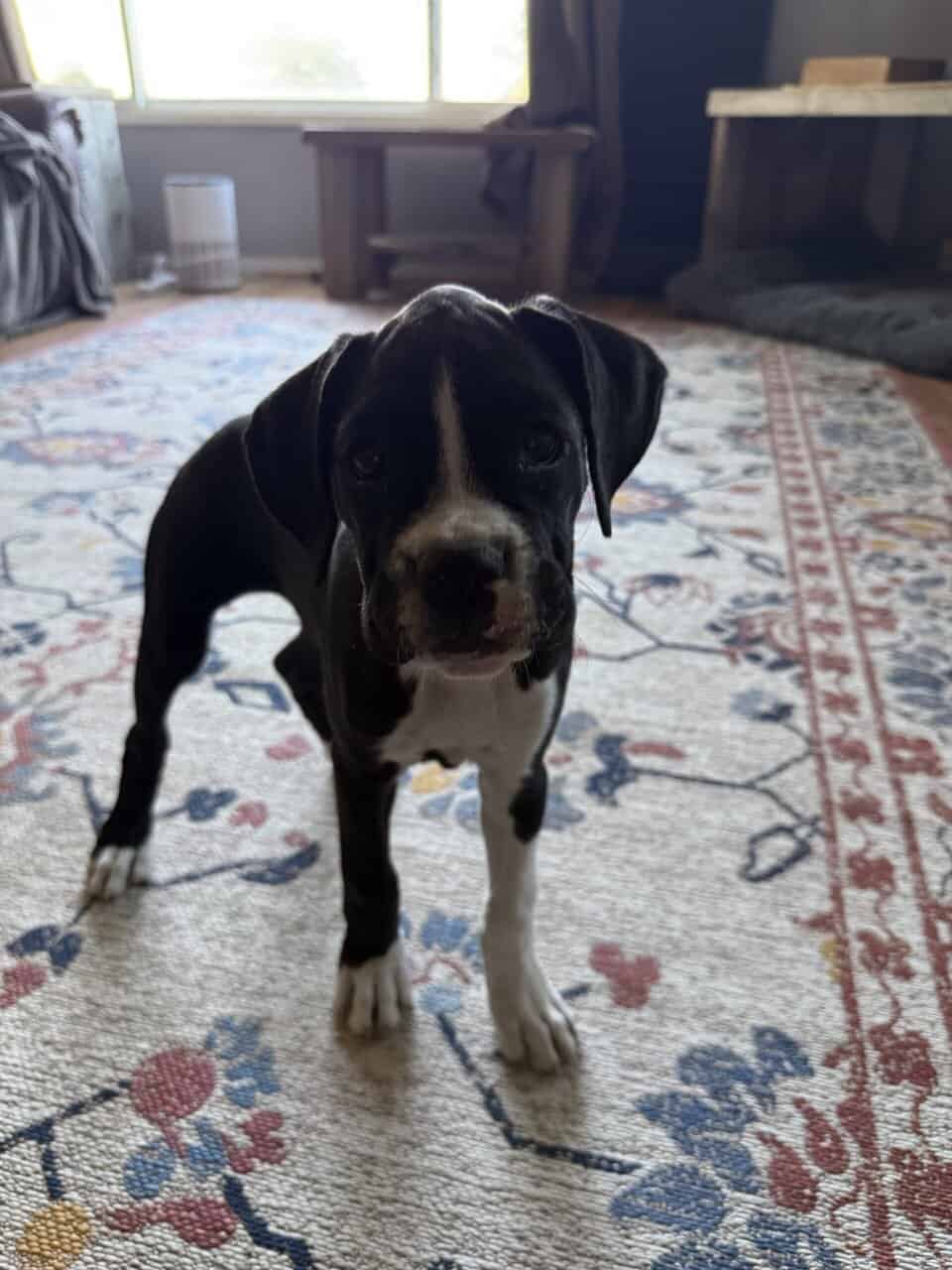 Boxer Puppies image 9