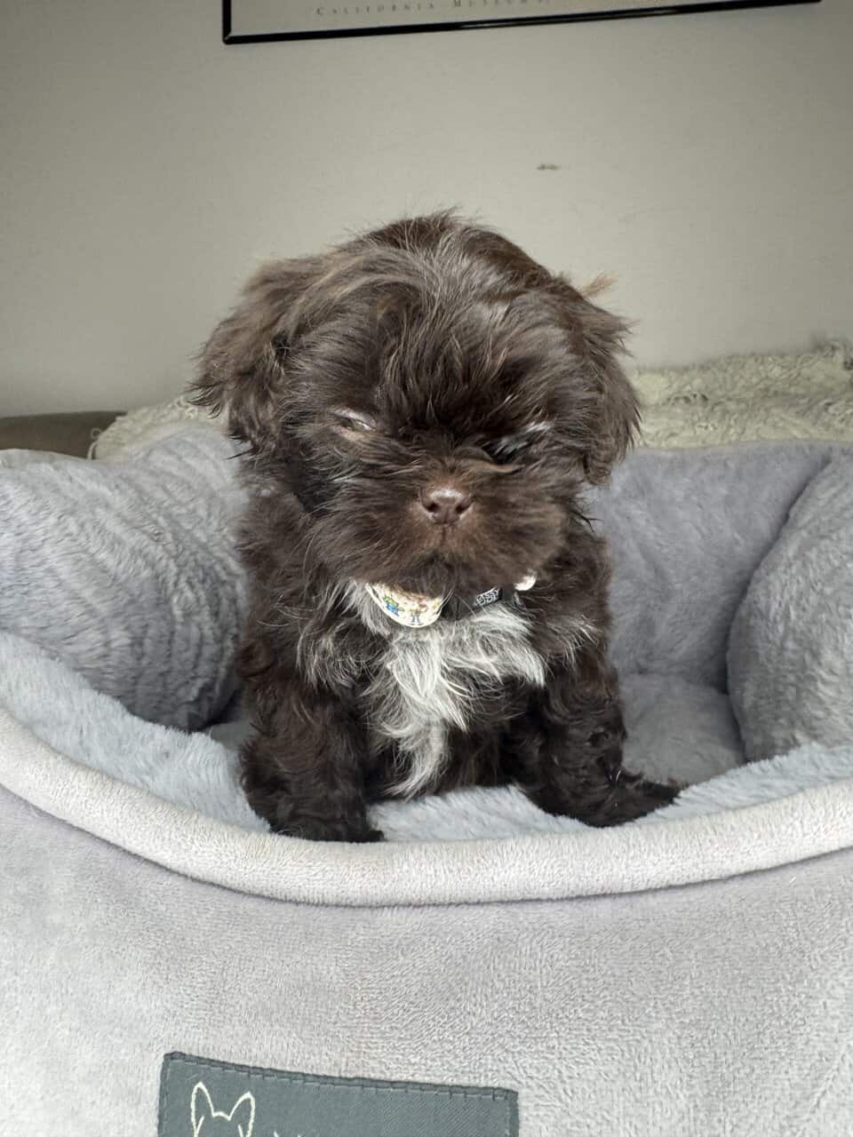 Shih Tzu Boy Puppy (Helmsley) image 3