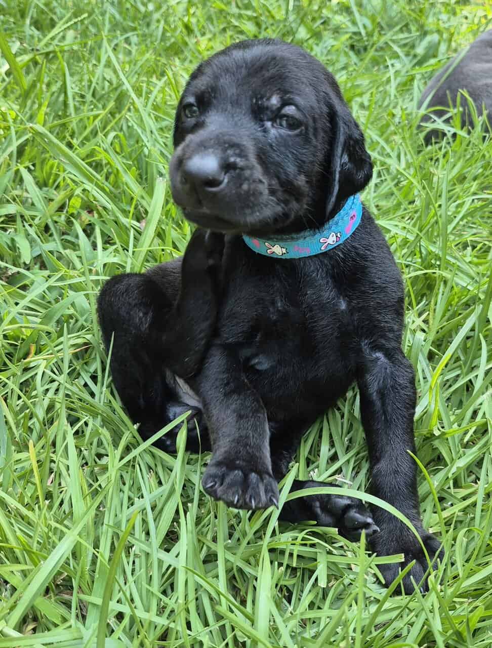 Doberman puppies image 5