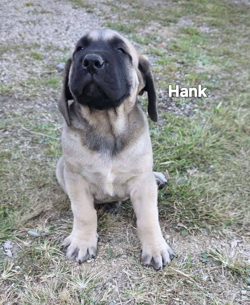 English Mastiff image 4