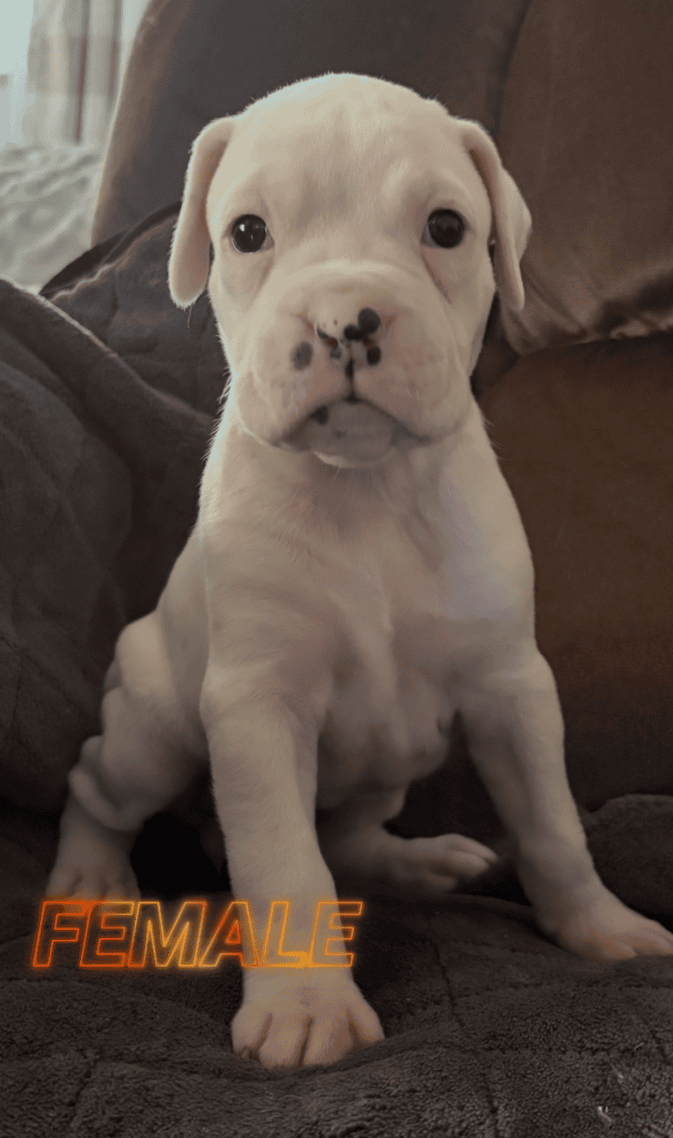 Boxer Pups image 4