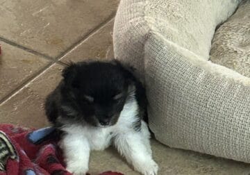 Say Hello to Panther Pomeranian