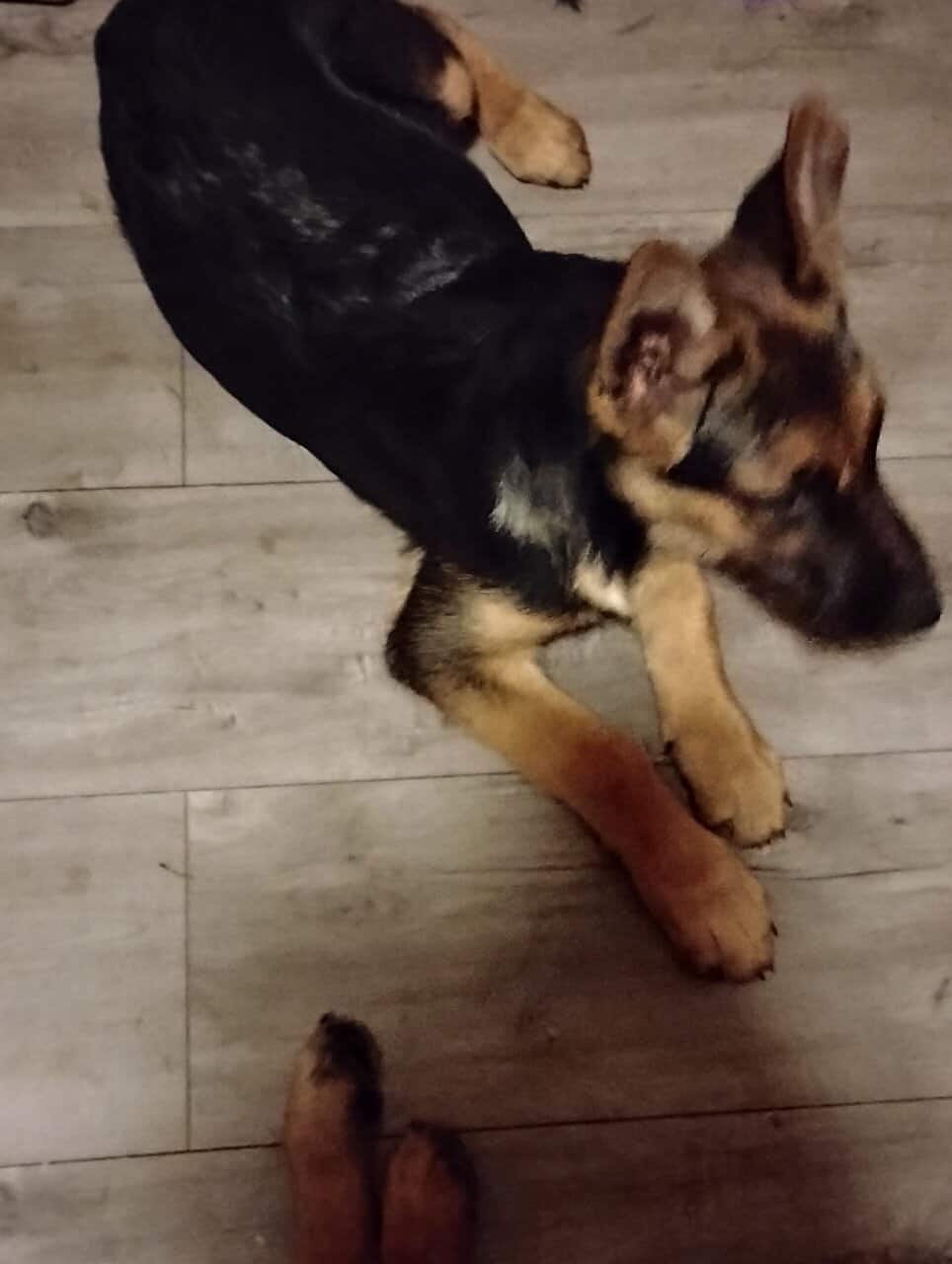 German Sheppard puppies for sale image 8
