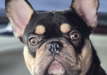 Chocolate and Tan Frenchie