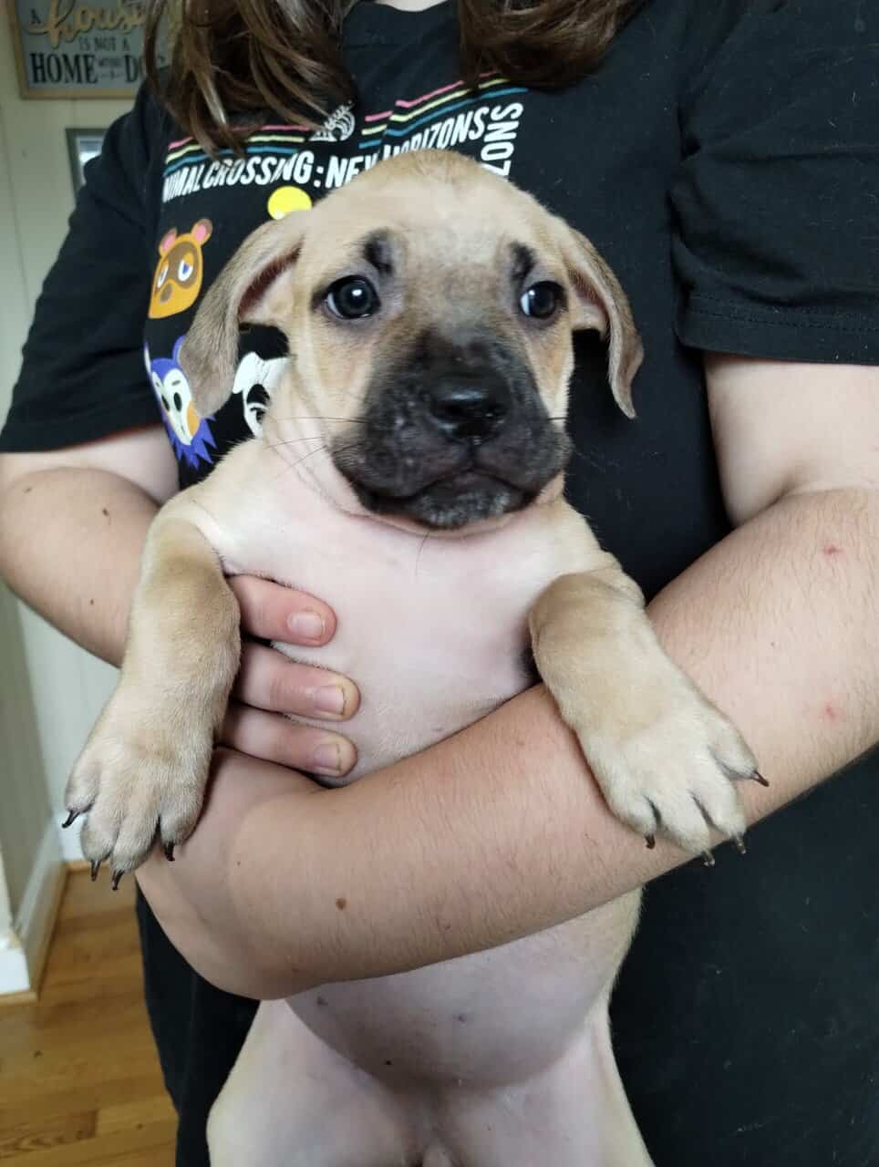 Boerboel/Presa Canario Mix puppies image 4