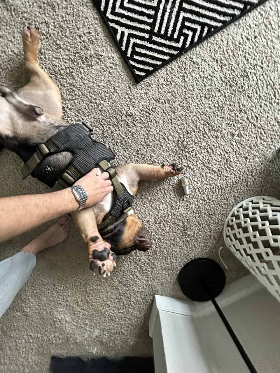 French Bulldog + Micro Pit Mix image 5