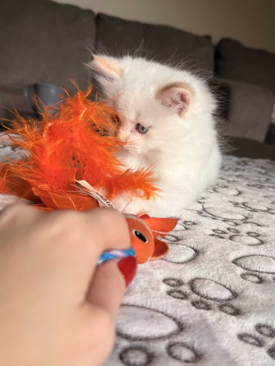 Ragdoll kittens for sale image 11