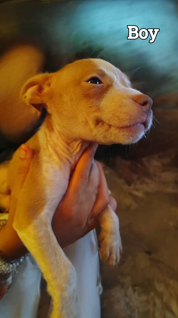 Puppies image 2