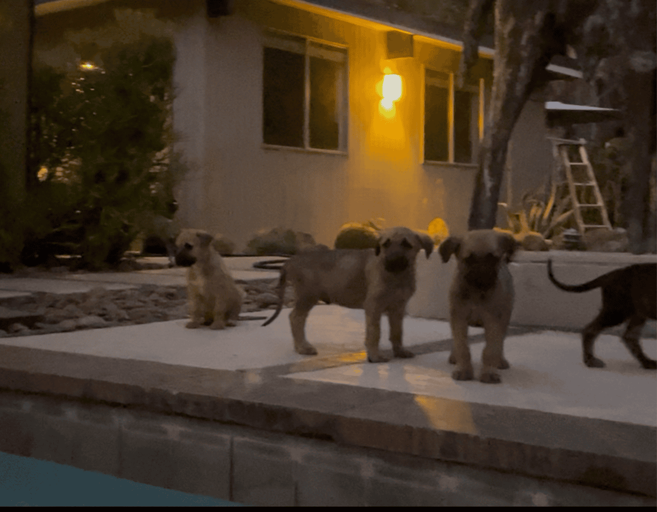 Mountain Kerr / German shepherd mix Puppies image 7