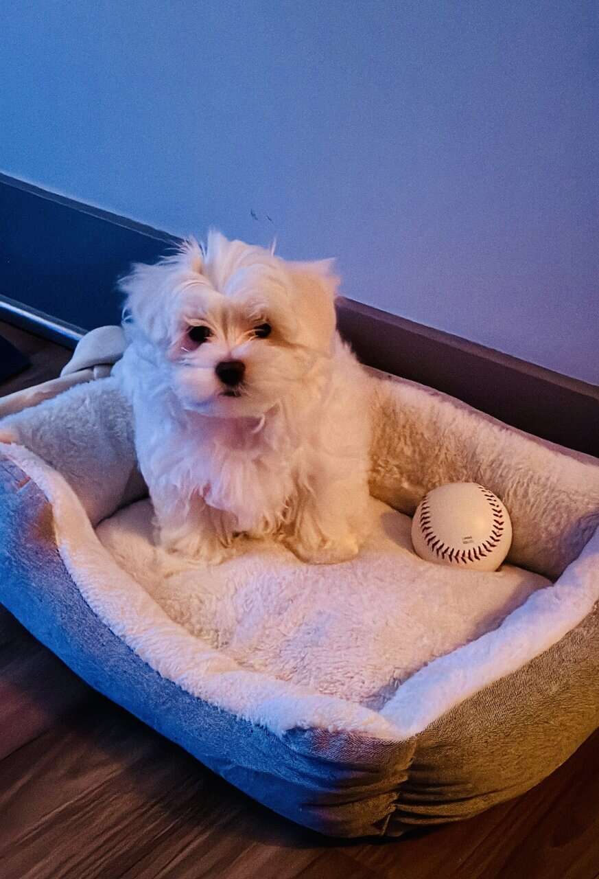 Maltese puppies image 3