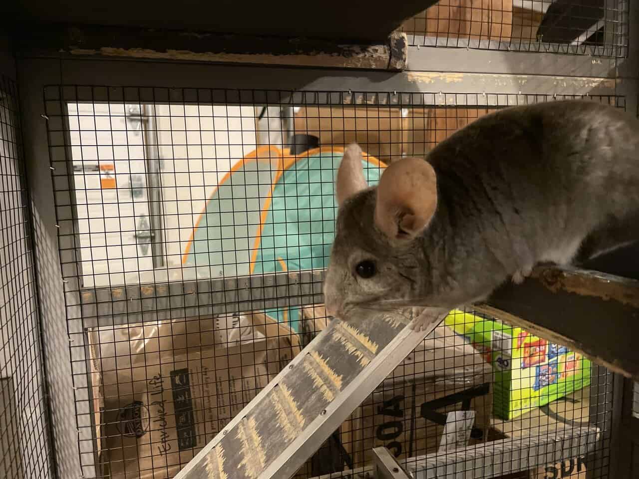 2 male chinchillas, grey and white + cage image 2