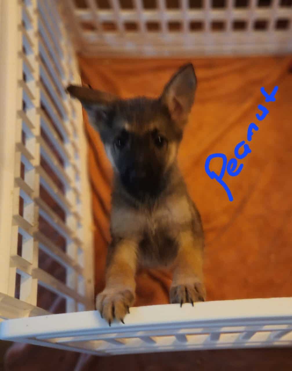 AKC Registered German Shepherd Puppies image 3