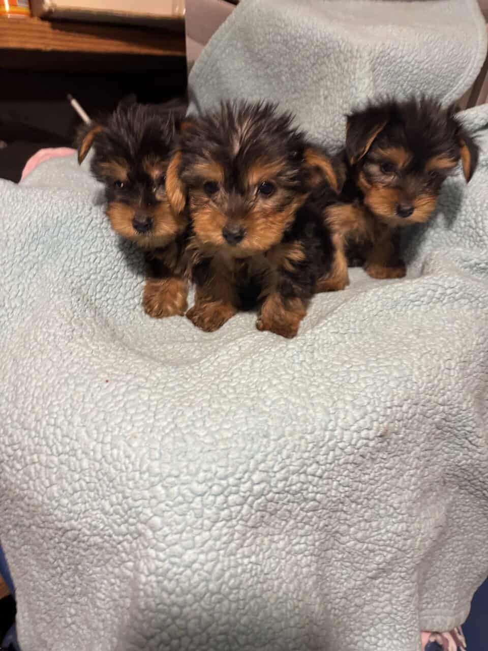 Yorkie Males 8 weeks old image 1