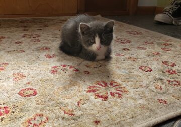 Gray Kittens to rehome
