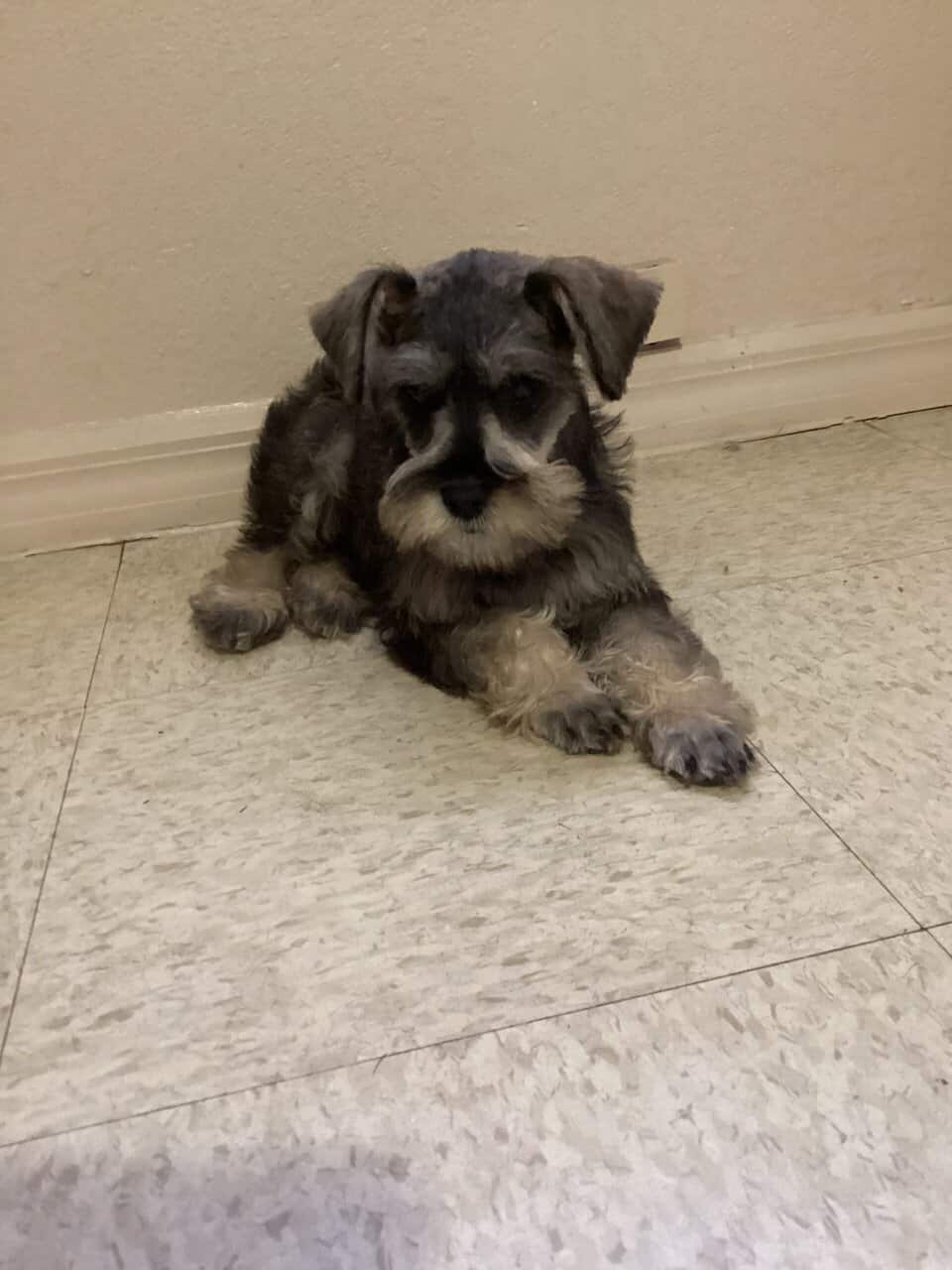 Schnauzer image 3