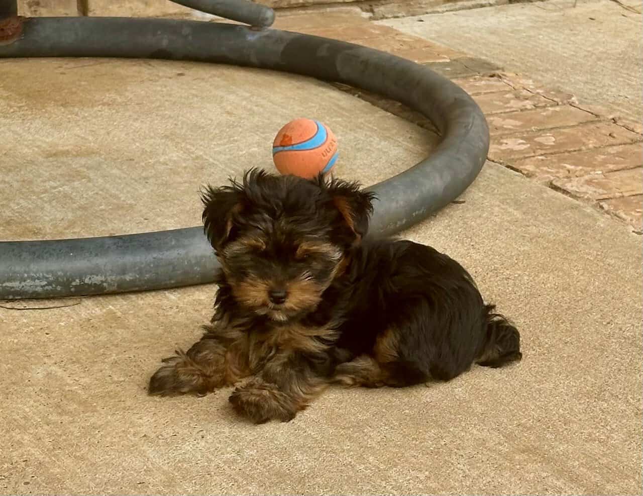 Tiny Yorkie Puppies image 5