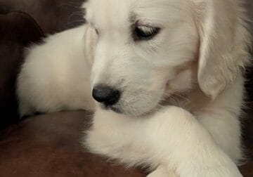 English Creamy Golden Retriever puppies