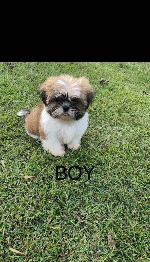 Shih tzu boy and girl image 1