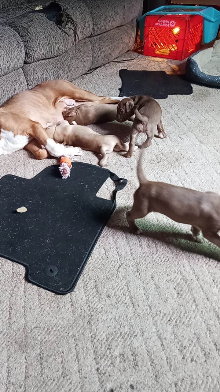 Pitbull puppies image 1