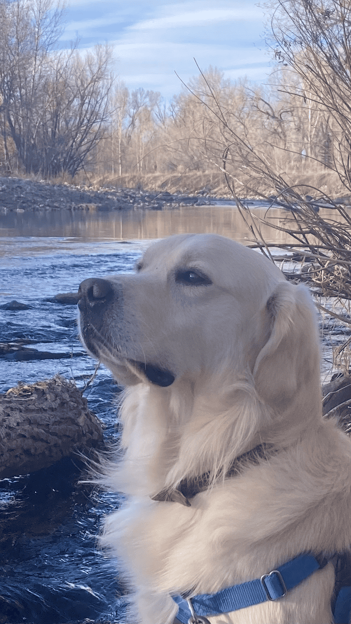 3 Year Old Male English Cream Golden Retriever image 1