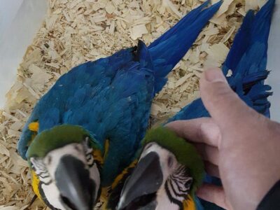 Blue & Gold Macaws